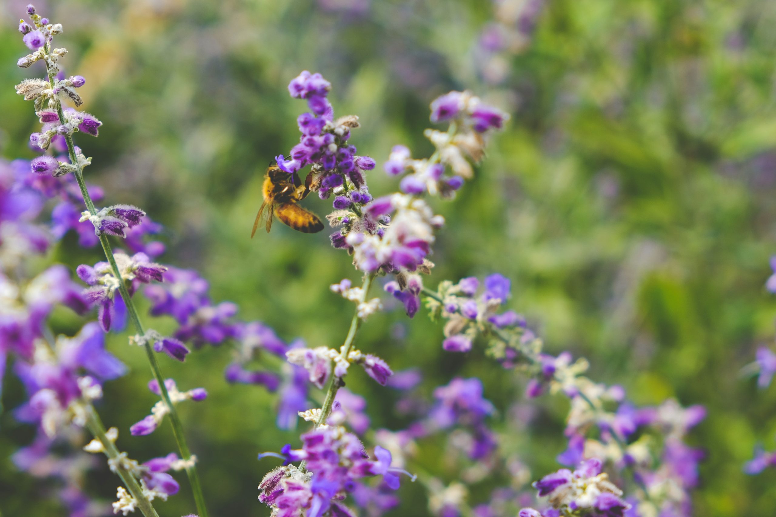 En bie på en lilla blomst